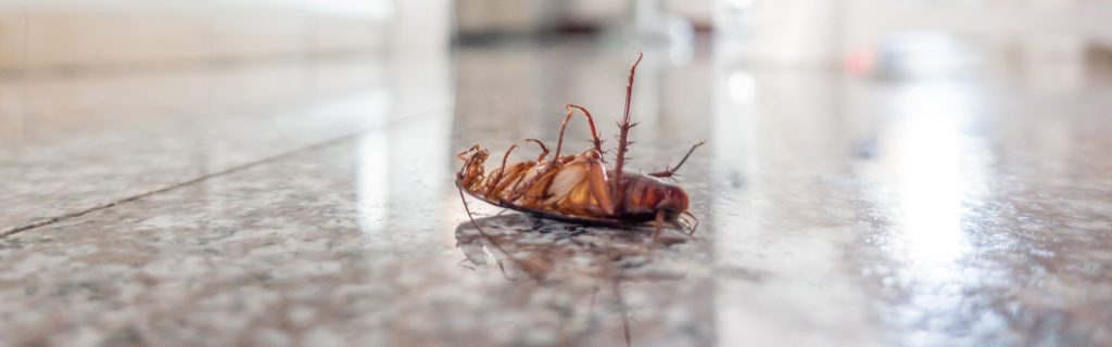 Best Pest Control Shafter CA Has To Offer​