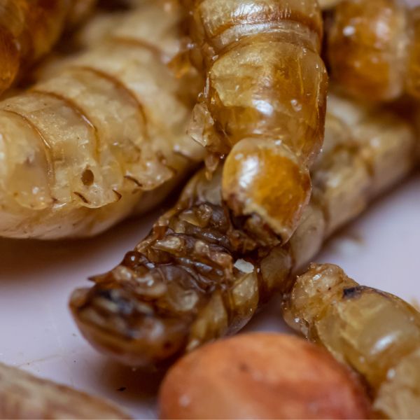 Exterminators Mcfarland CA