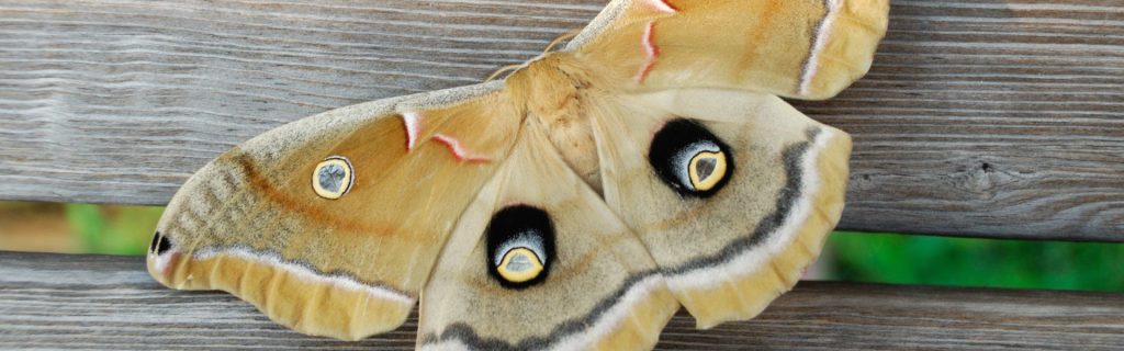 Moth Control Bakersfield