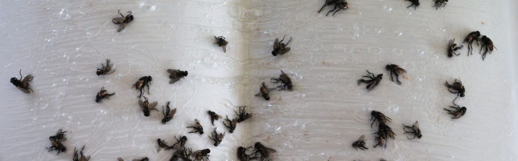 Pest Control Tehachapi CA