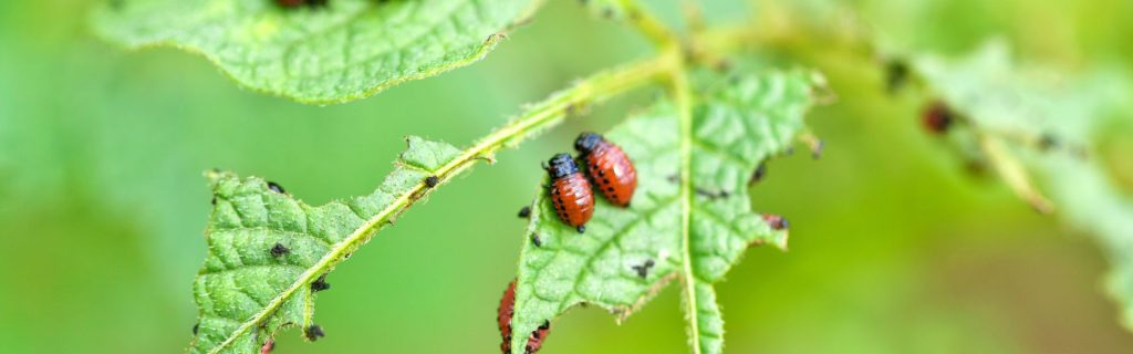 Shafter CA pest control