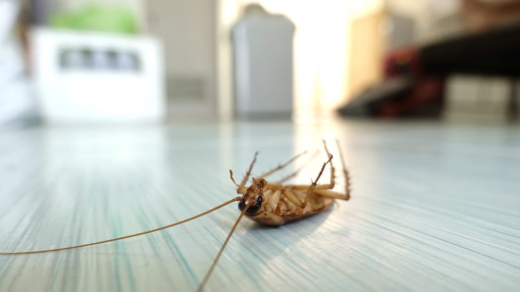 Bakersfield Pest Control