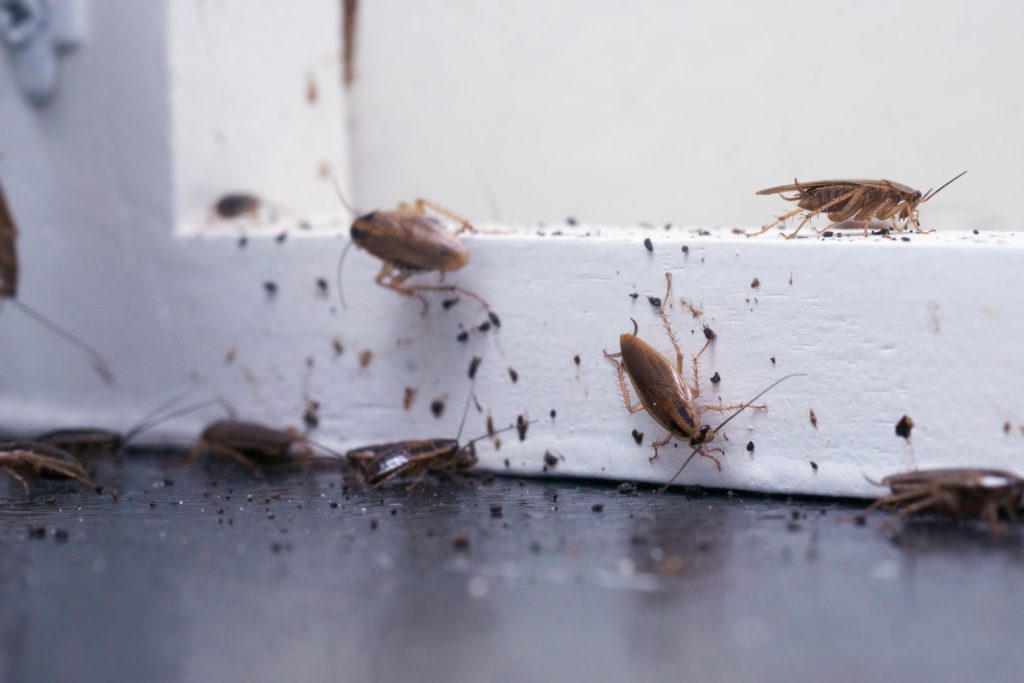 Pest Control In Bakersfield
