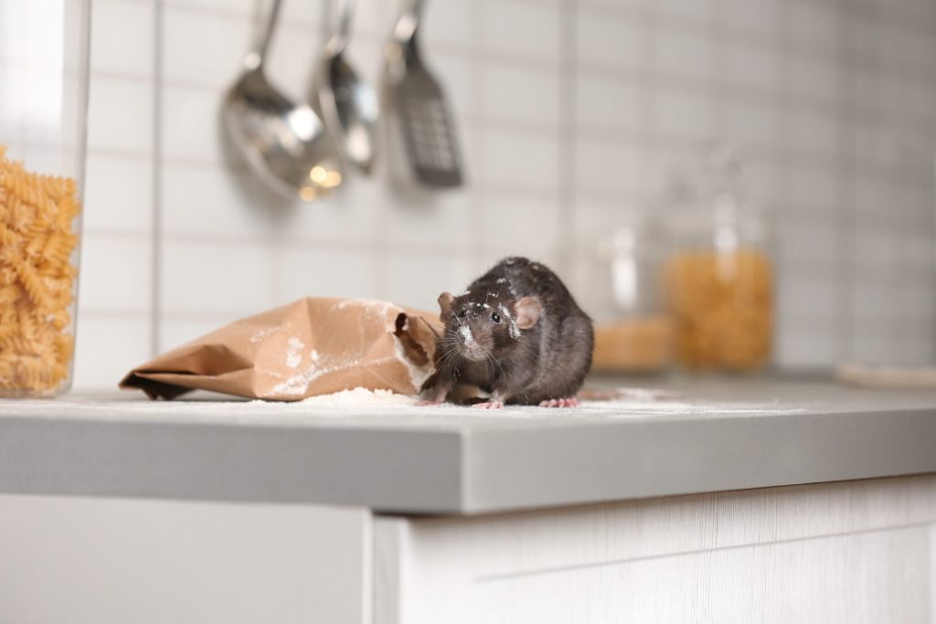 Pest Control In Bakersfield