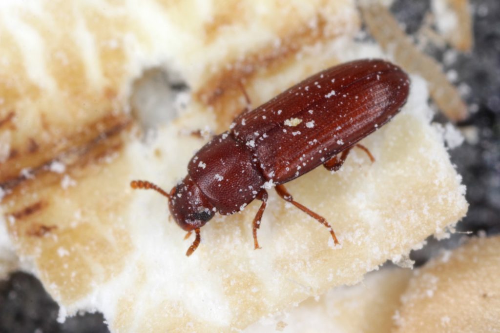 Beetles Pest Control