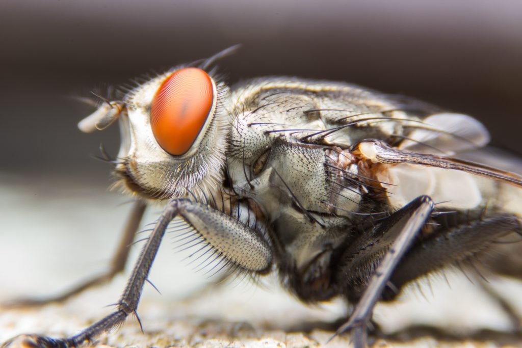 Filth Flies Pest Control