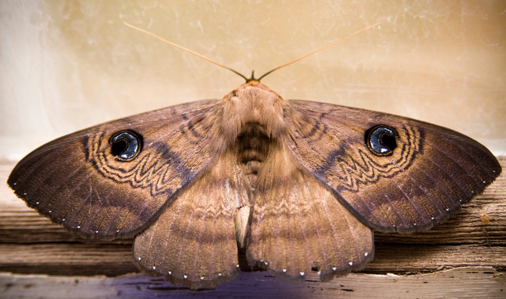 Pro Pest Control | Stop Moths & All Unwanted Guests