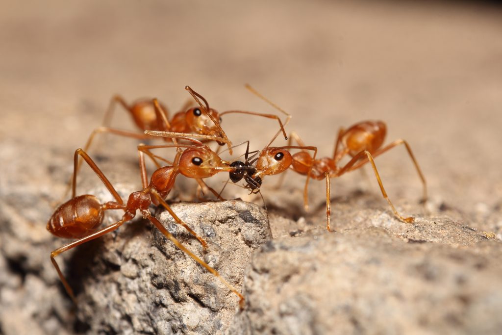 Professional Exterminator