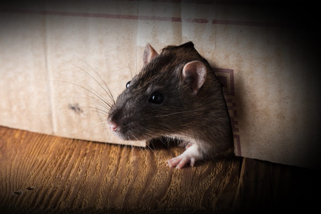 Pest Control Services