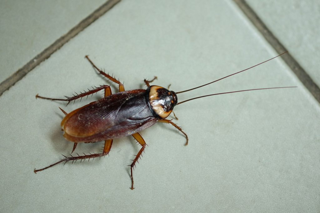 Cockroach Control Solution