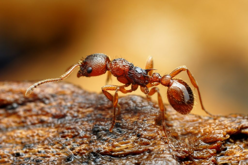 Ant Control Services