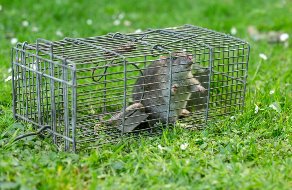 Rat Trap