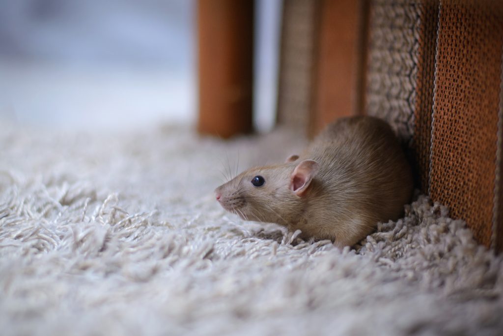 What Smells Do Mice Hate