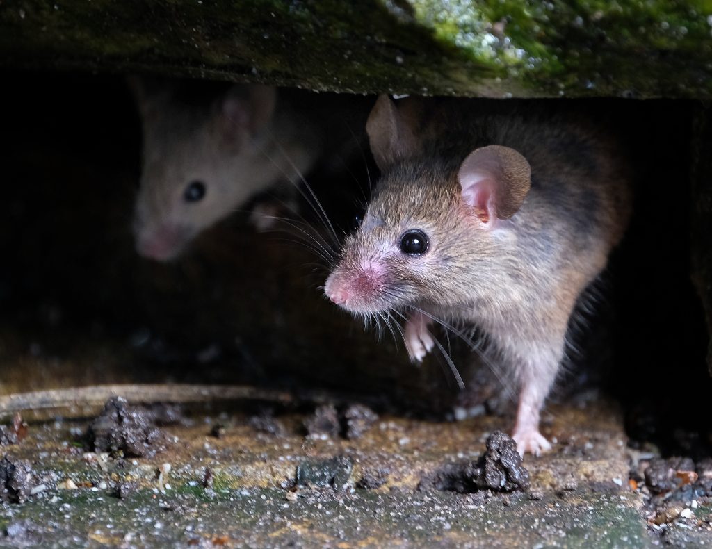 Can Mice Get Your Cat Sick