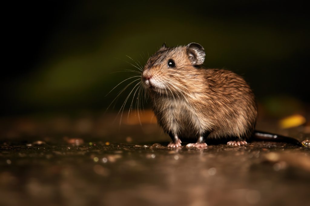 Are Mice Nocturnal