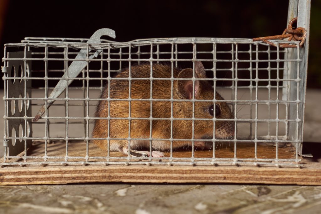 How Long Do Mice Live
