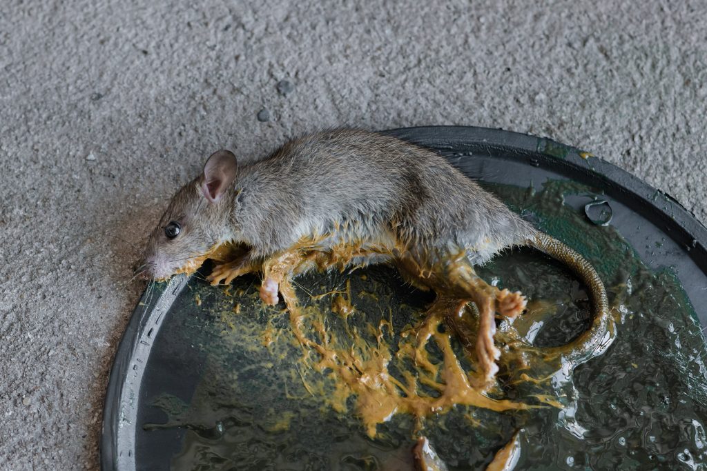 Rodent Glue Traps