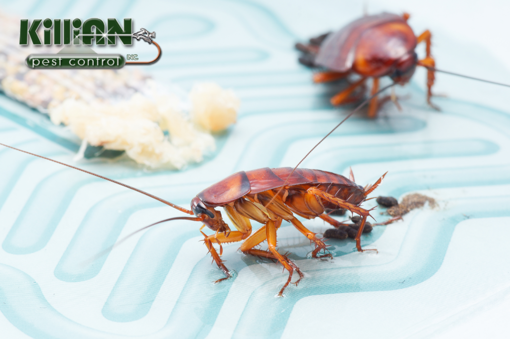 Pest Control
