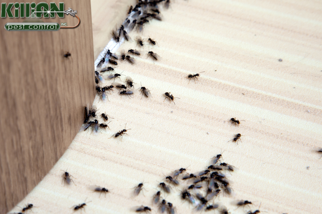 ants