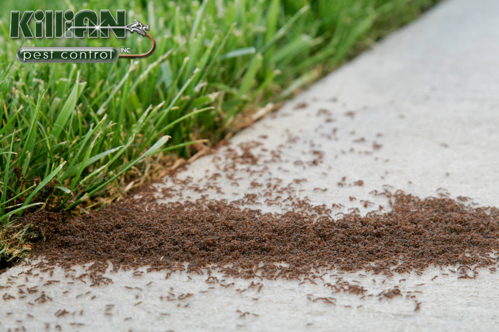 ants