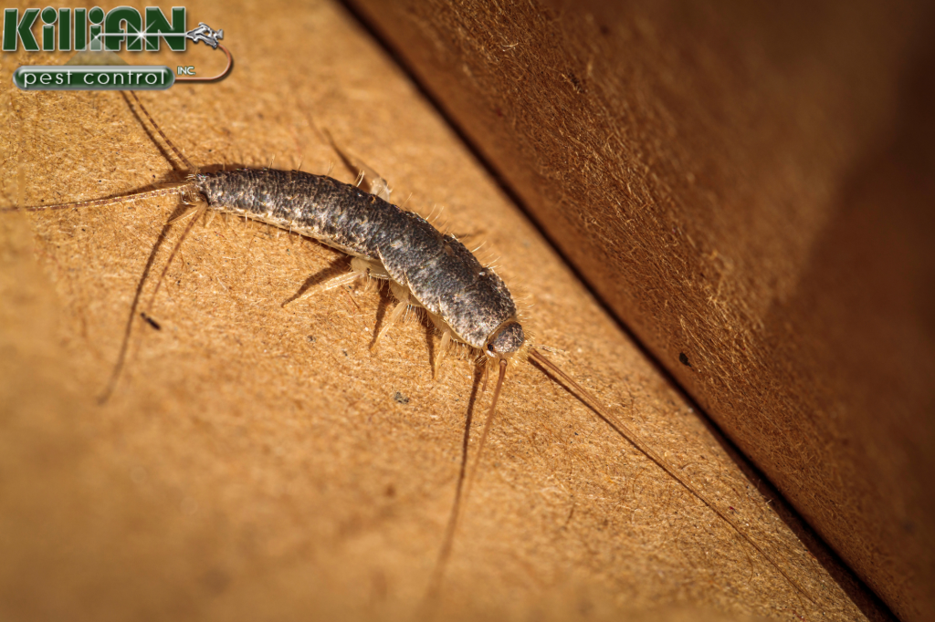 silverfish in house