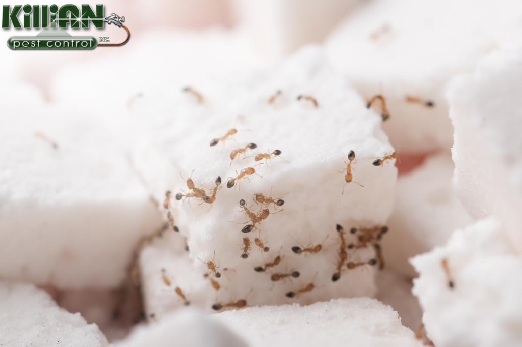 sugar ants