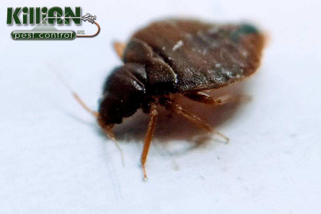 bed bug