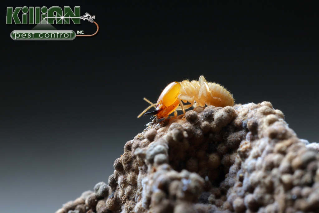 termite
