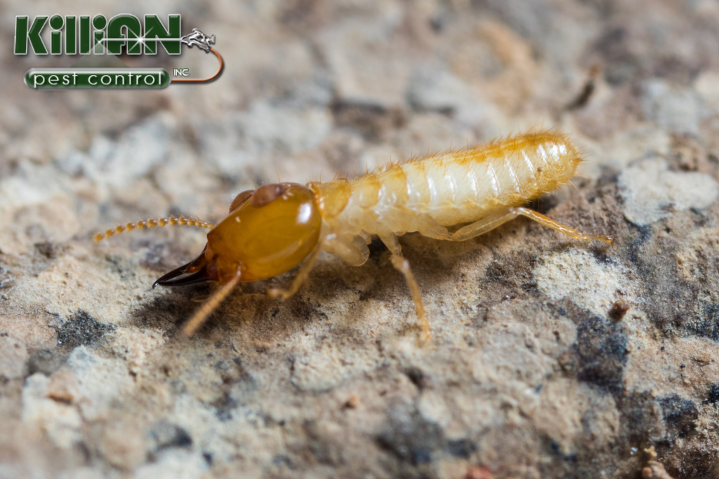 termite