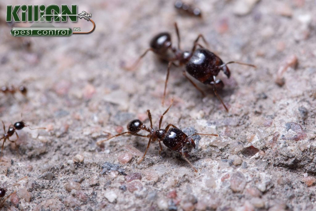 ants