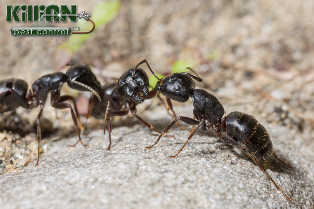 ants