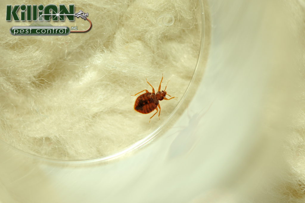bed bug