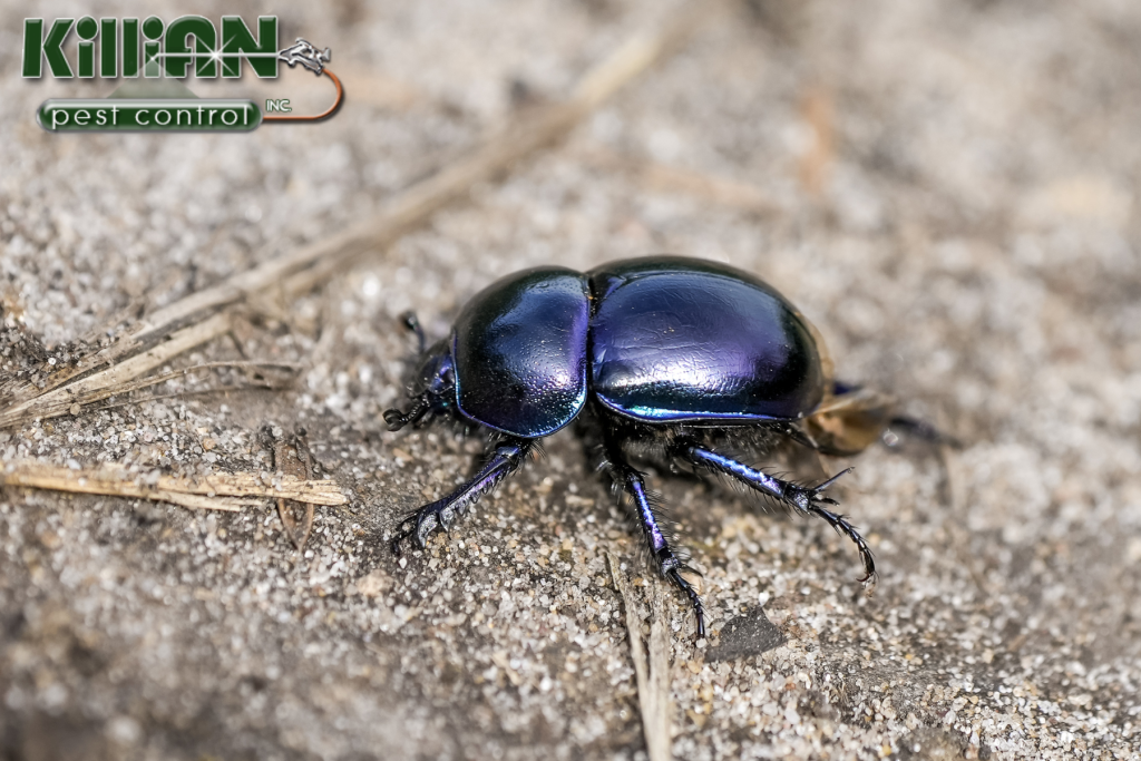 Bitel Insect Can Beetles Bite? What You Need to Know About Species