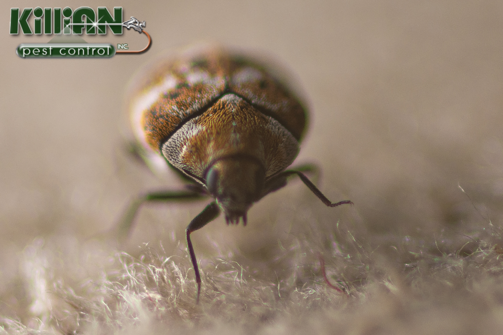 beetle