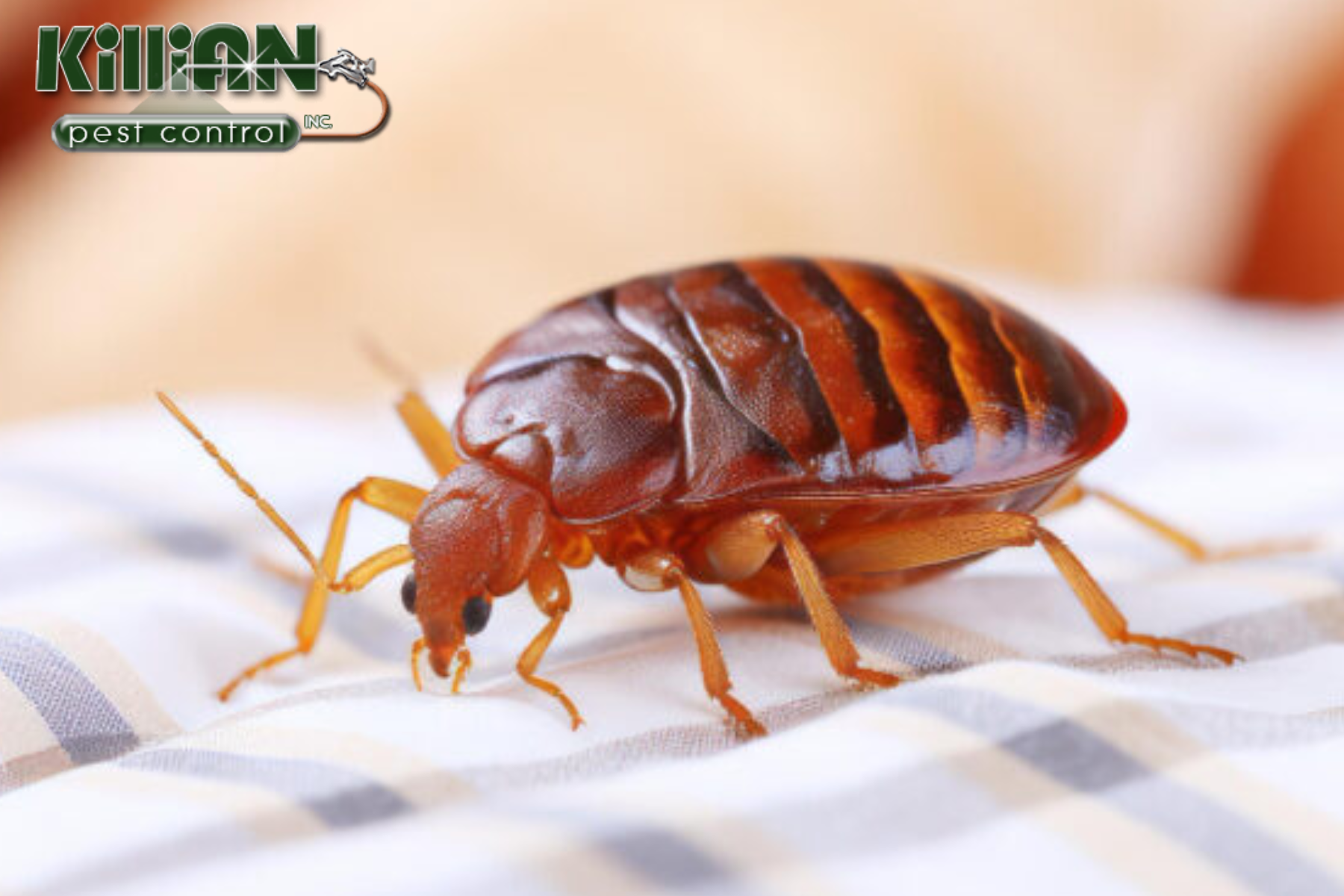 bedbug