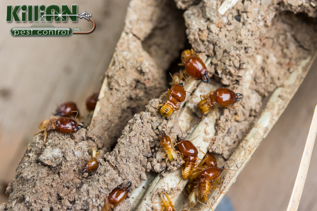termite