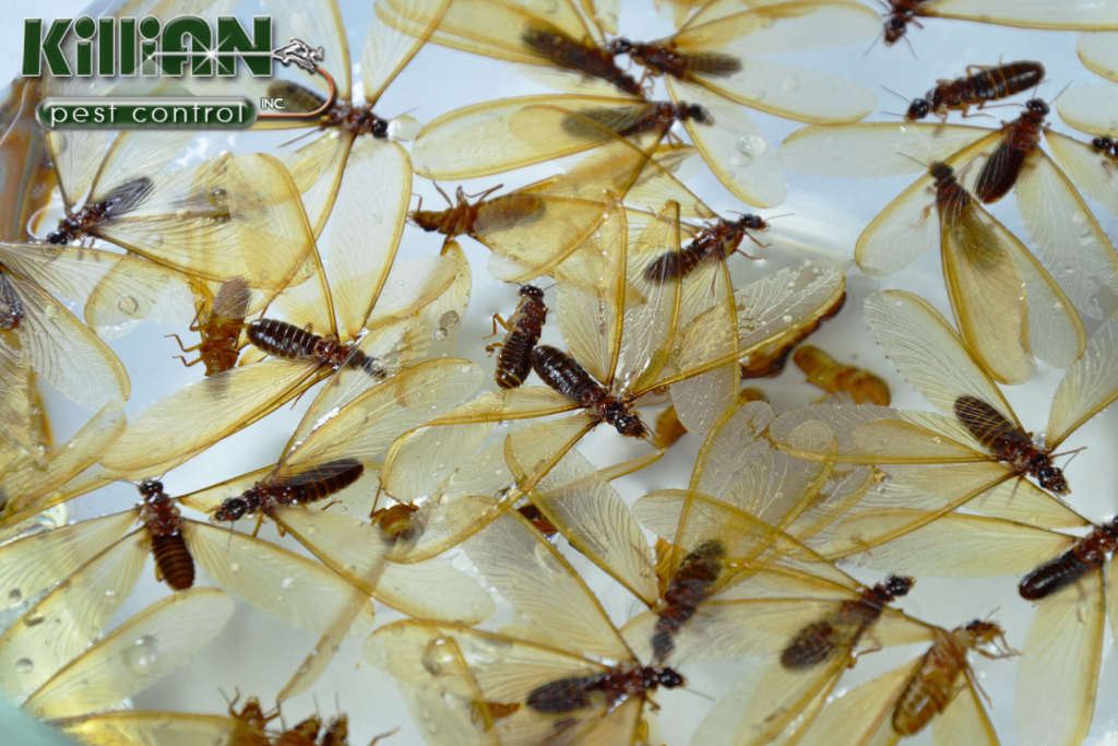 termites