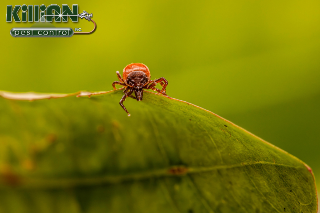 tick