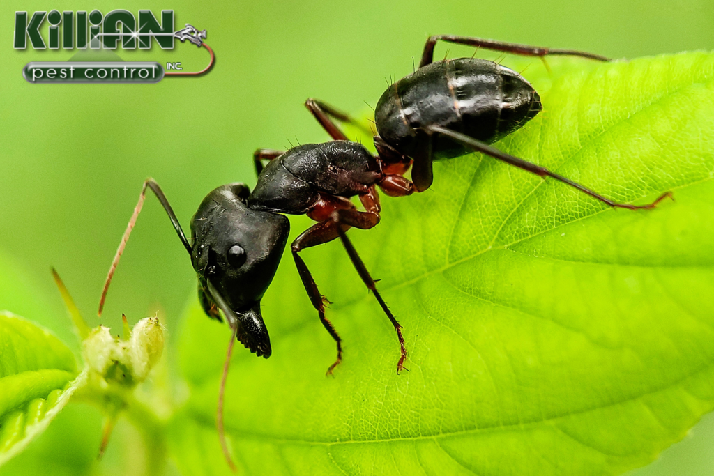 ants