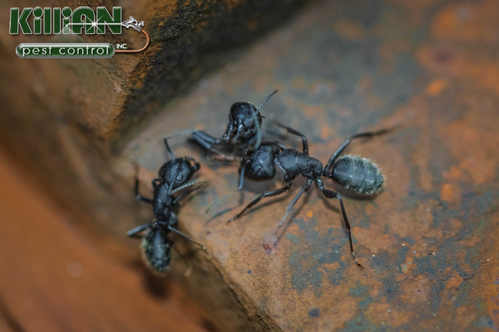 ants
