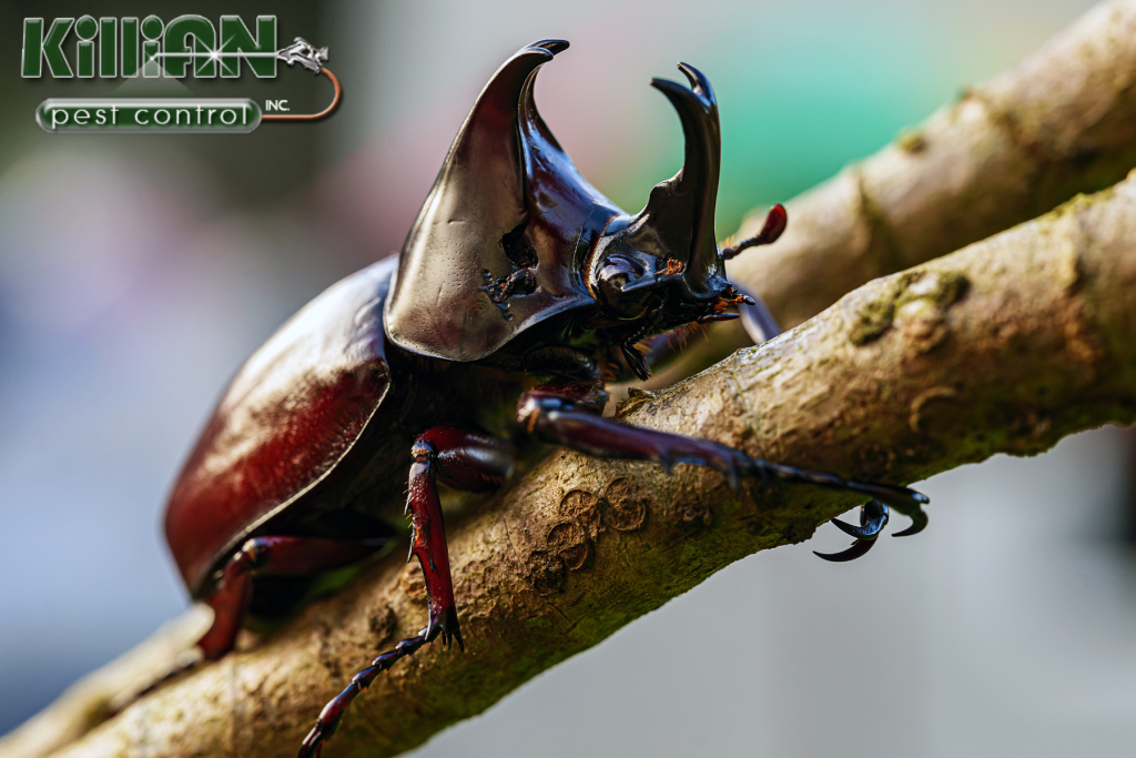 beetle