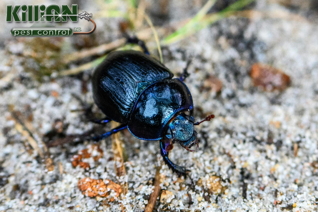 beetle