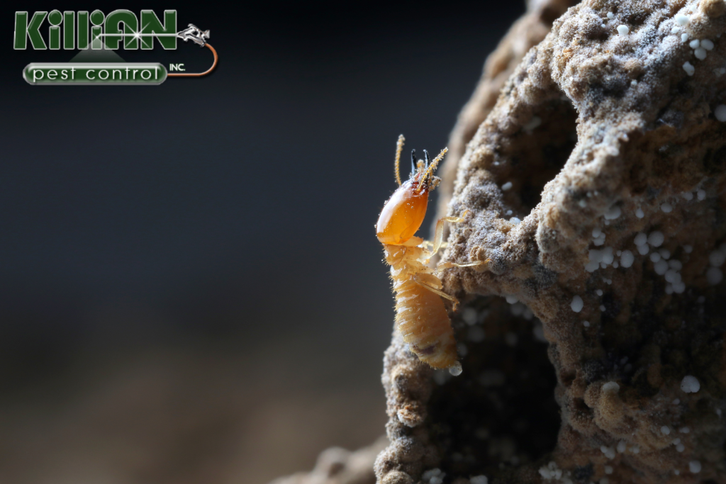 termite