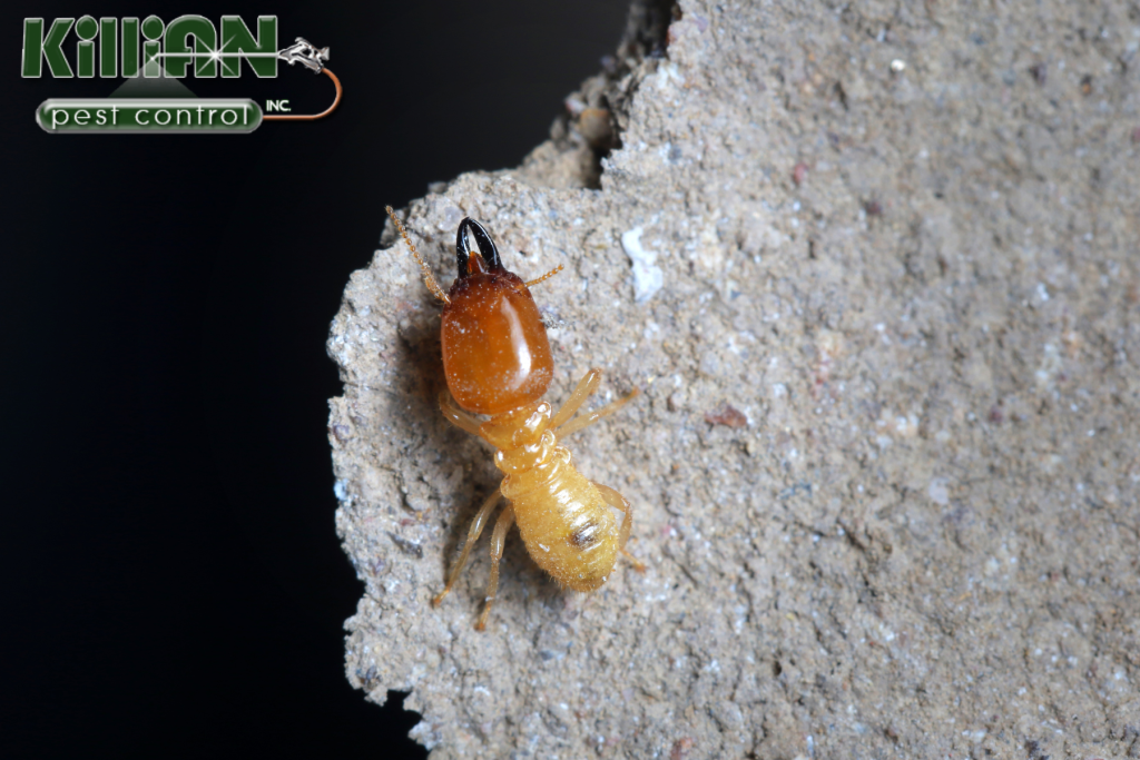 termite