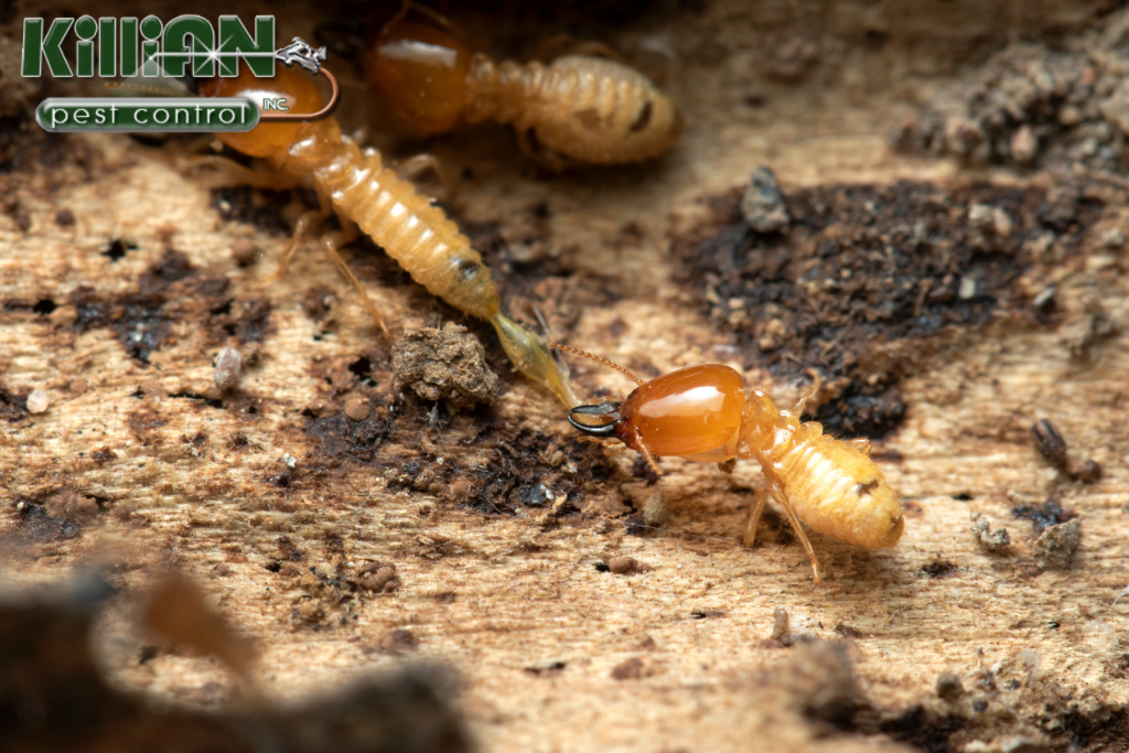 termites