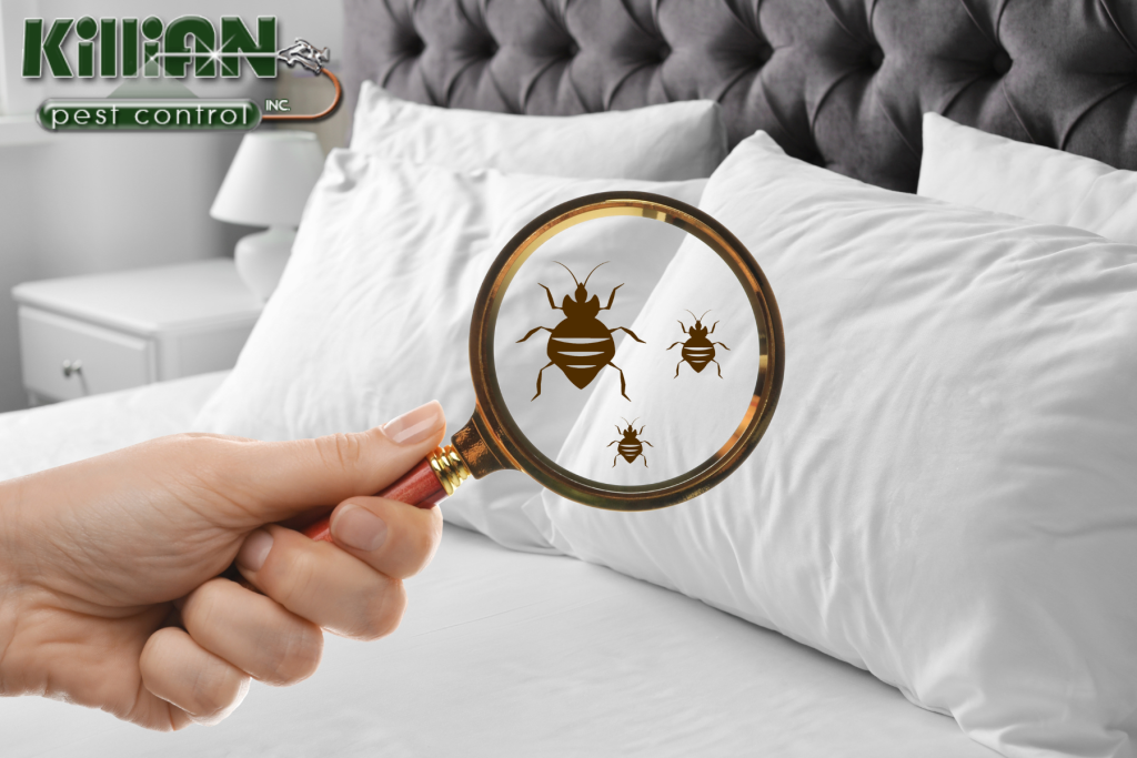 bedbug