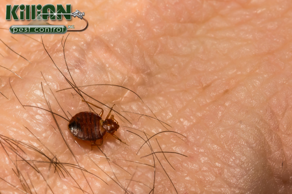 bedbug