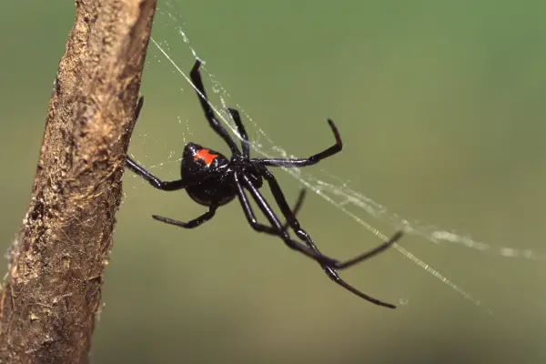 killian spider control