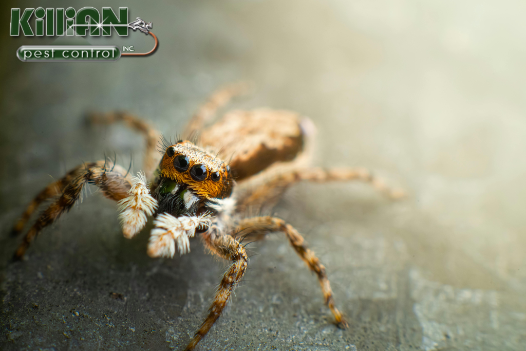 spider