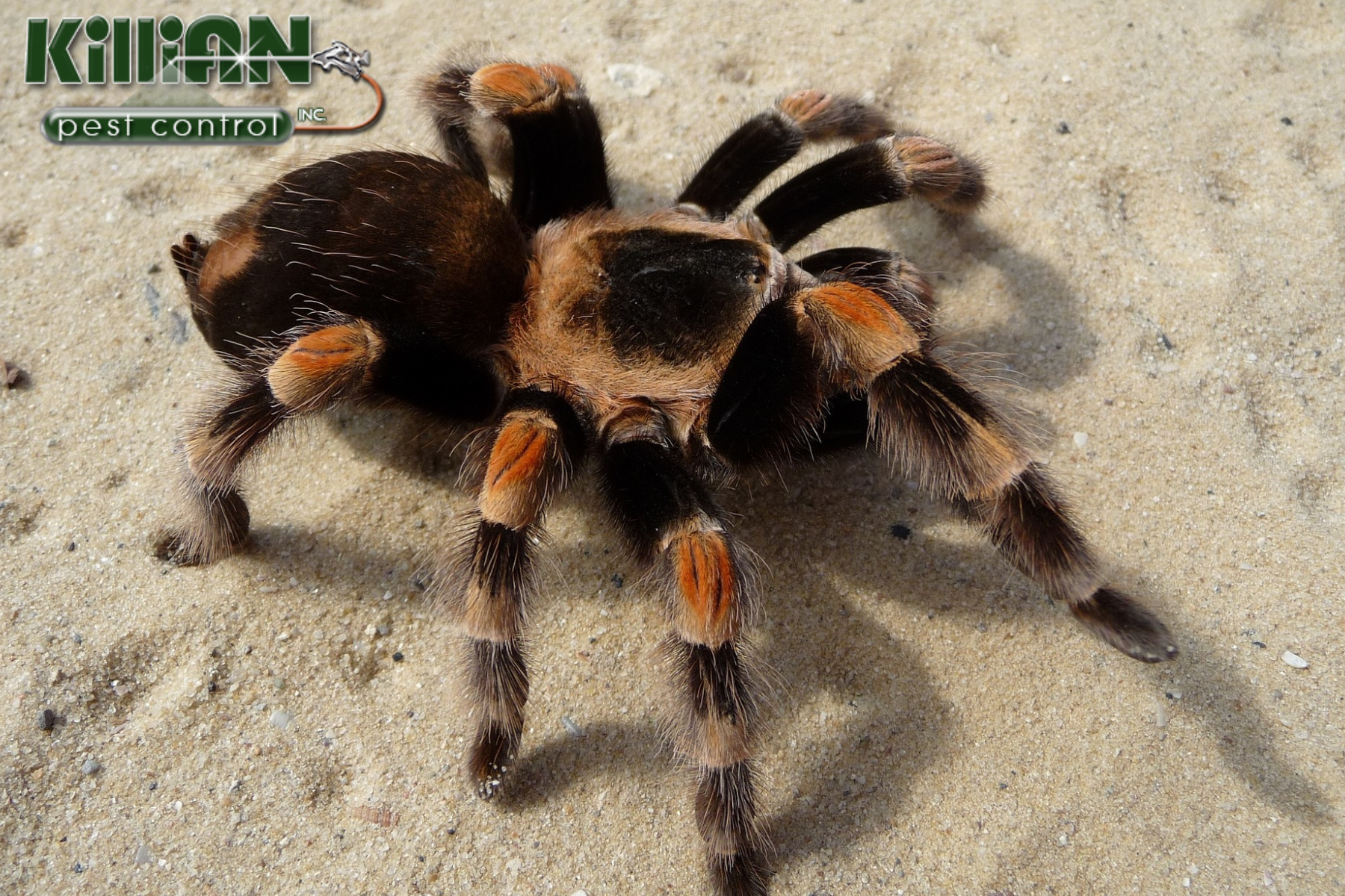 spider